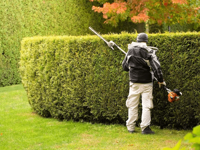 8q0nvk2y Hedge Trimming
