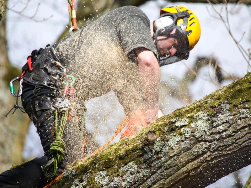 Tree-surgeons-Pinner Tree-surgeons-Pinner