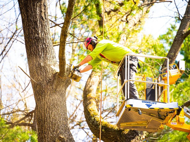 tree care crew lift pruning 4 Tree Surgery